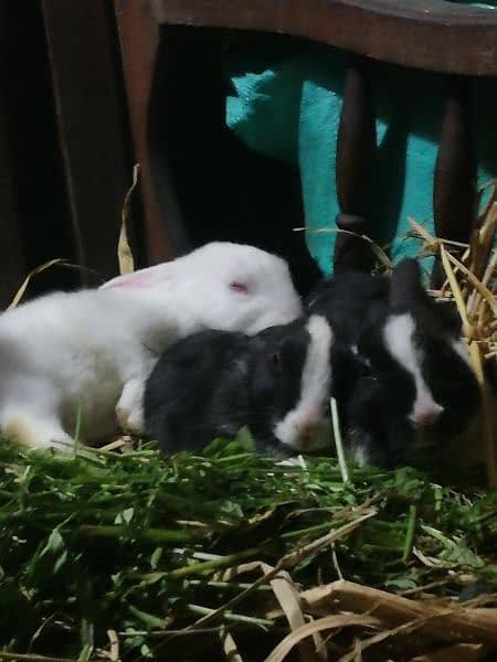 Rabbit for sale 2 male and 1 Female 1