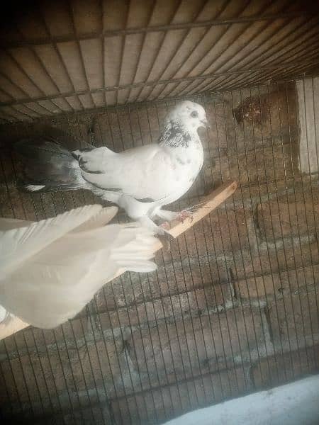 pigeon 2