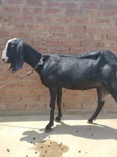 Goat female for sale 0