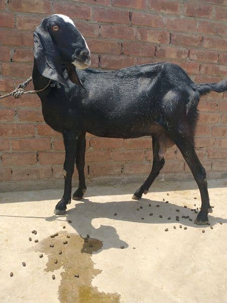 Goat female for sale 1