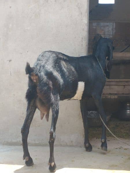 Goat female for sale 3