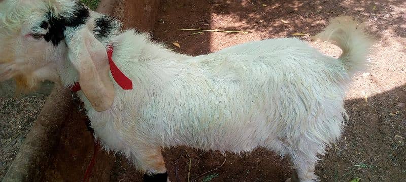 goat for qurbani 6