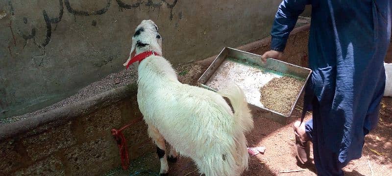 goat for qurbani 7