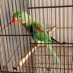 Raw Parrot Male