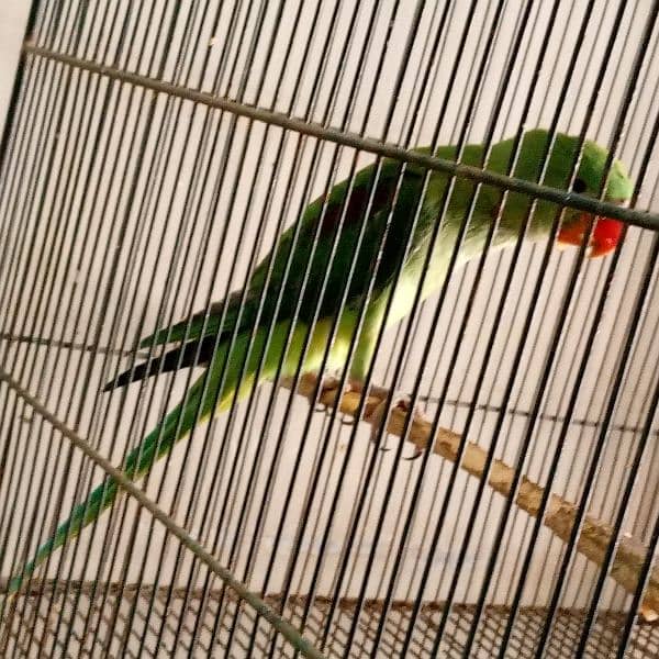 Raw Parrot Male 1