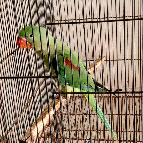 Raw Parrot Male 3