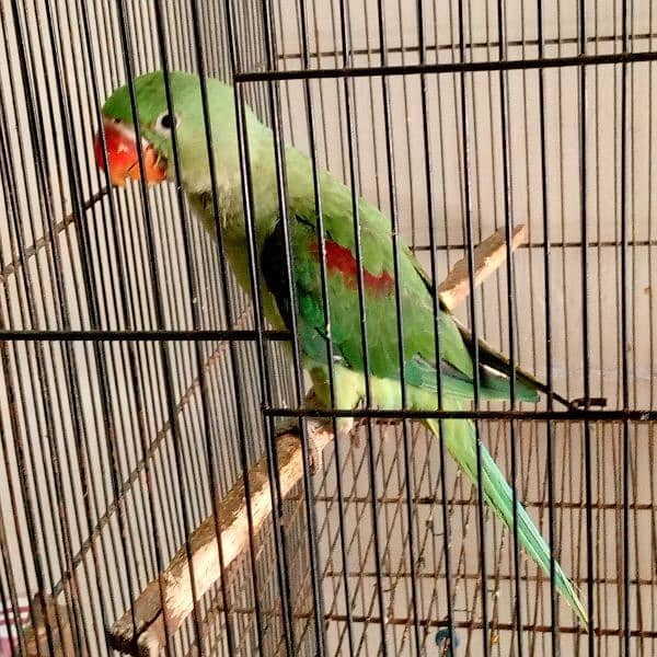 Raw Parrot Male 4