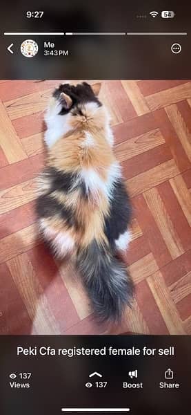 peki persian female cat 1