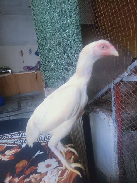 Pure Aseel Heera Morgi For Sale 0