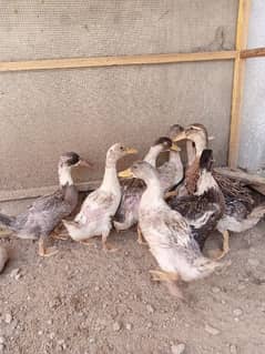 duck 9 piece mix different age pure home breed