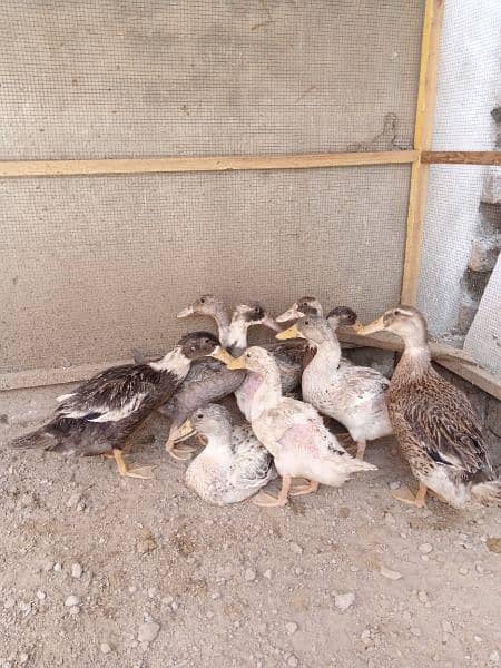 duck 9 piece mix different age pure home breed 2