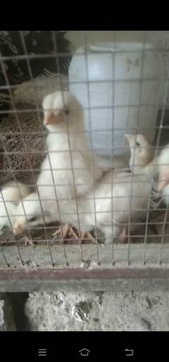 Aseel White Heera chicks for sale achi nasal