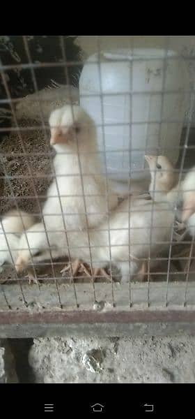 Aseel White Heera chicks for sale achi nasal 0