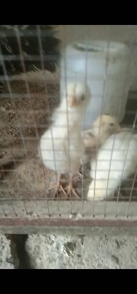 Aseel White Heera chicks for sale achi nasal 1