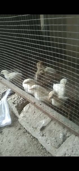 Aseel White Heera chicks for sale achi nasal 2