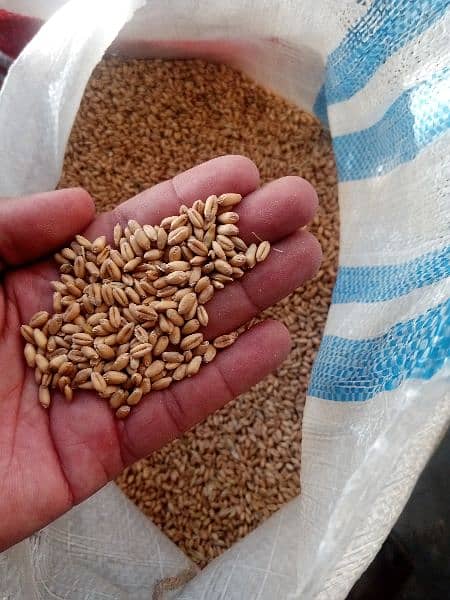 wheat for sale 2