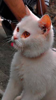 Persian White Male cat