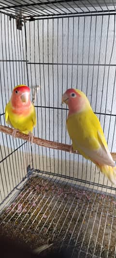 Love birds and Australian Parrots for sale