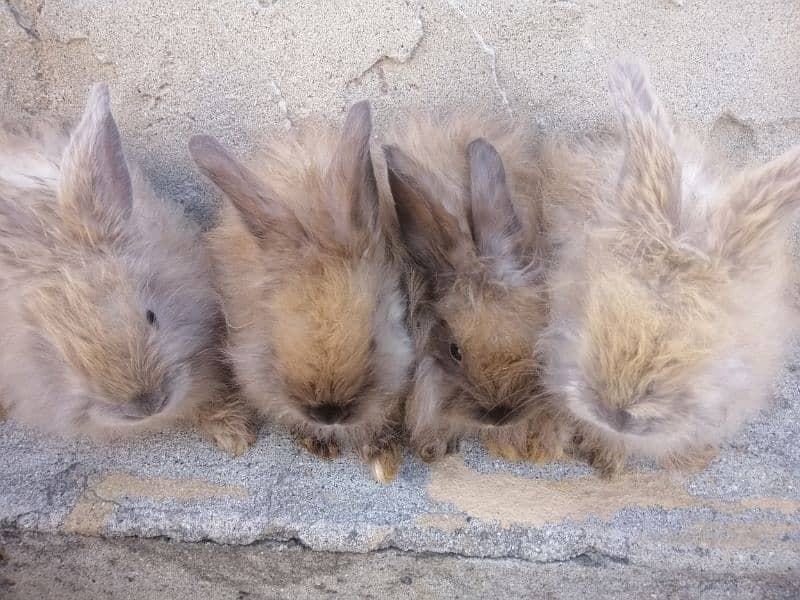 Giant English angora rabbit bunnies and breeder pairs 0