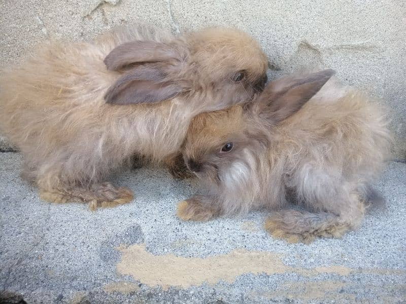 Giant English angora rabbit bunnies and breeder pairs 13