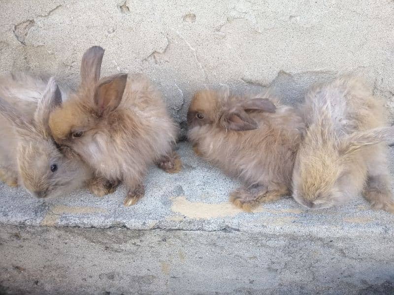 Giant English angora rabbit bunnies and breeder pairs 16