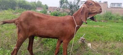 mahki cheeni goat for sale