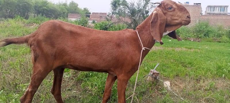 mahki cheeni goat for sale 0