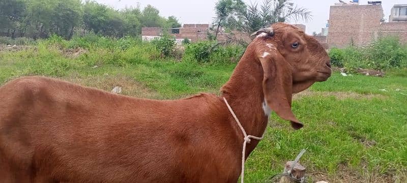 mahki cheeni goat for sale 1