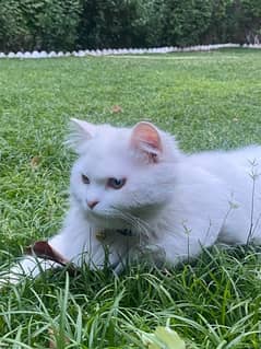 its a persian cat for sale