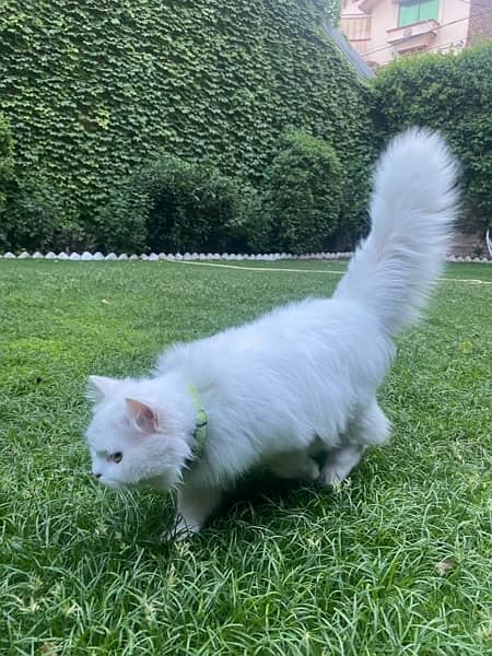 its a persian cat for sale 3