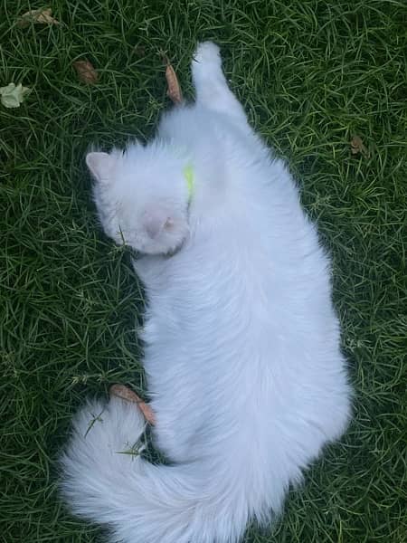 its a persian cat for sale 4