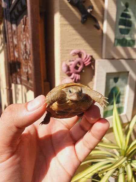 baby tortoise 1