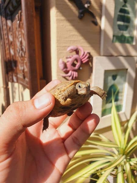 baby tortoise 3