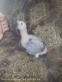 African grey chick for sale 0