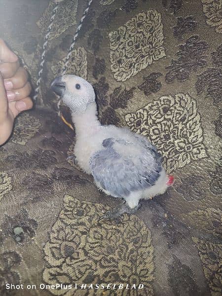 African grey chick for sale 0