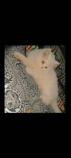 trained persian kitten 1