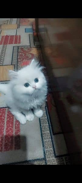 trained persian kitten 2
