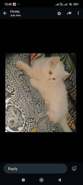 trained persian kitten 3