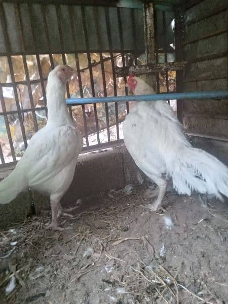 High Quality aaseel chicks for sale pair 8k 0