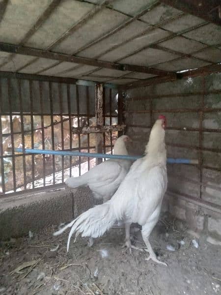 High Quality aaseel chicks for sale pair 8k 1