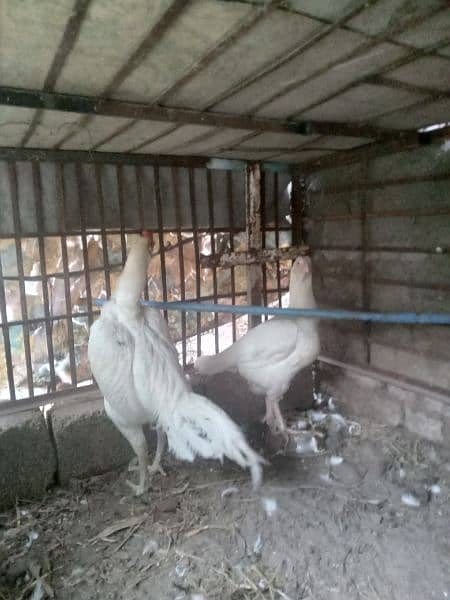 High Quality aaseel chicks for sale pair 8k 2