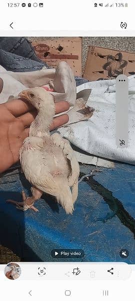 High Quality aaseel chicks for sale pair 8k 3