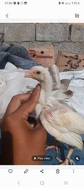 High Quality aaseel chicks for sale pair 8k 4