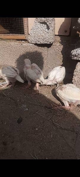 High Quality aaseel chicks for sale pair 8k 5