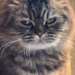 persian cat, female, tabby coat 0
