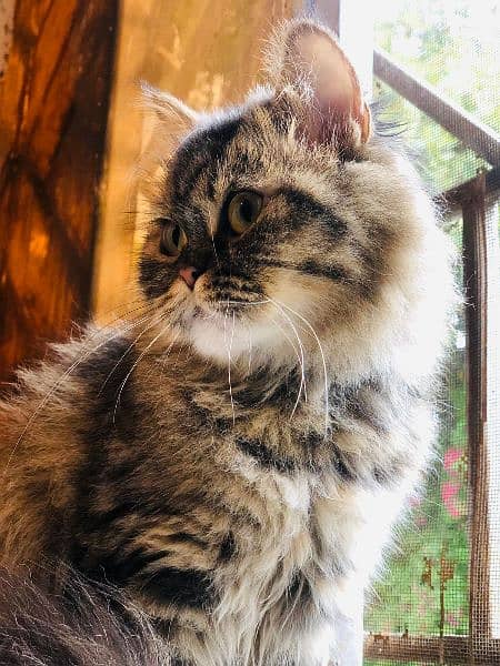 persian cat, female, tabby coat 1