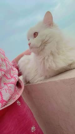 Persian Male Beautiful trained Cat Vaccinated