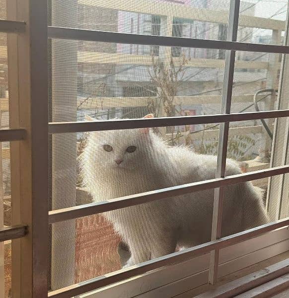 Persian Male Beautiful trained Cat Vaccinated 1