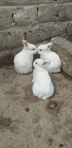rabbit full white urgent sale