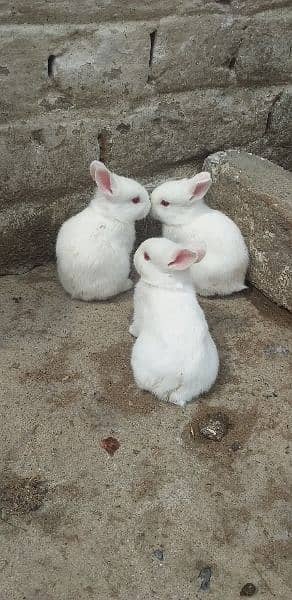 rabbit full white urgent sale 0